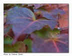 colori d'autunno 2 colori d'autunno 2
