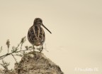 E' un Piro piro??? E' un Piro piro???