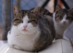 Due gatti. Due gatti.