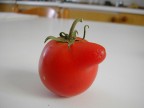 pomodoro bugiardo