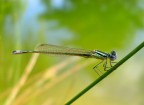 libellula libellula