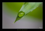 My drop... My drop...