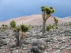 Joshua tree Joshua tree