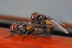 musca Siffredi... musca Siffredi...