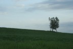 la solitudine la solitudine