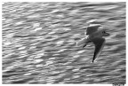 Panning di un gabbiano Panning di un gabbiano