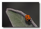 coccinella a dicembre coccinella a dicembre