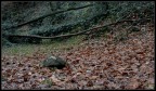 Autumn Leaves Autumn Leaves