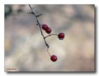 il rosso che lacrima il rosso che lacrima
