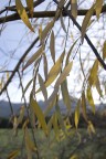 Autunno Autunno