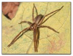 Pisaura Mirabilis