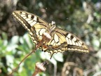 machaon vanitosa.......... machaon vanitosa..........
