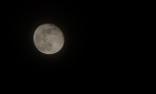 moon moon