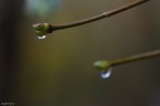 drop drop