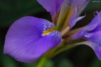 Iris 1 Iris 1