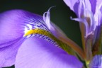 Iris 2 Iris 2