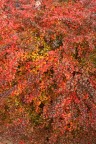 cespuglio autunnale cespuglio autunnale