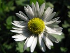 Prima macro Prima macro