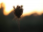 la vecchiaia di un fiore la vecchiaia di un fiore