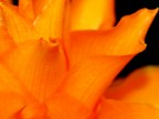 Lady in orange Lady in orange
