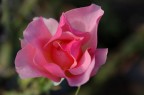 Rosa Rosa