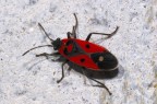 Corizus_hyoscyami Corizus_hyoscyami
