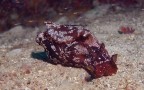 Lumaca subacquea Lumaca subacquea