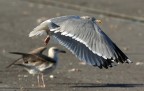 Gabbiano reale nordico (Larus argentatus) Gabbiano reale nordico (Larus argentatus)