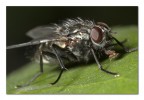 La bocca sollevò dal fiero pasto La bocca sollevò dal fiero pasto