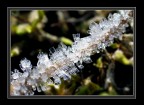 ice... ice...