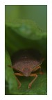 cimice segnalibro cimice segnalibro