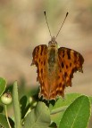 Ho lavato una Polygonia c-album e mi si è ristretta! Ho lavato una Polygonia c-album e mi si è ristretta!