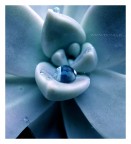 Questa foto � stata scattata agli inizi della mia avventura con la fotografia con una compattina, una nikon coolpix 4300!