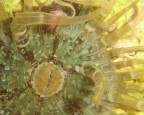 Anemone Anemone