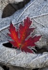 rosso d'inverno rosso d'inverno