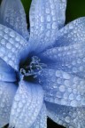 gocce e fiore fiore e gocce gocce e fiore fiore e gocce