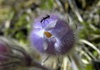 In cima al fiore In cima al fiore
