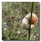 mai aprire agli sconosciuti...