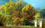 cartolina