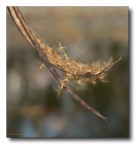 il vascello del calore