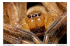 Tegenaria Tegenaria