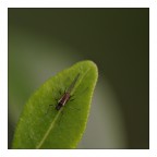 the green side of the moon