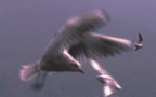 volo volo