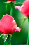Pink Pink