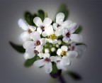 white white