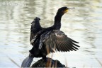 Un bel Cormorano che si asciuga al sole del tramonto