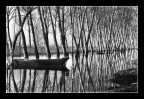 Padule di Fucecchio #1 Padule di Fucecchio #1