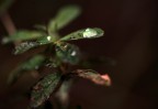 acqua ai piani alti acqua ai piani alti