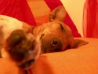 Tommaso che dorme... Tommaso che dorme...