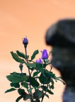 Le rose viola sbocciano all'alba Le rose viola sbocciano all'alba